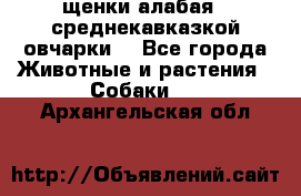 щенки алабая ( среднекавказкой овчарки) - Все города Животные и растения » Собаки   . Архангельская обл.